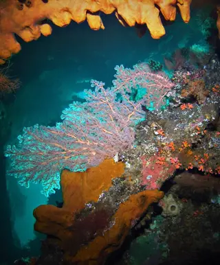 Tauche im USS Liberty Wrack